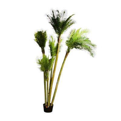 TREE PALM IR CH10814691 A+B BASIC