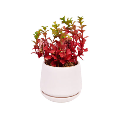FLOWER POT LS106