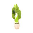 PLANT WITH POT 2233 I.M