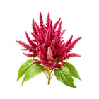 ZEEZ GARDEN AMARANTH.